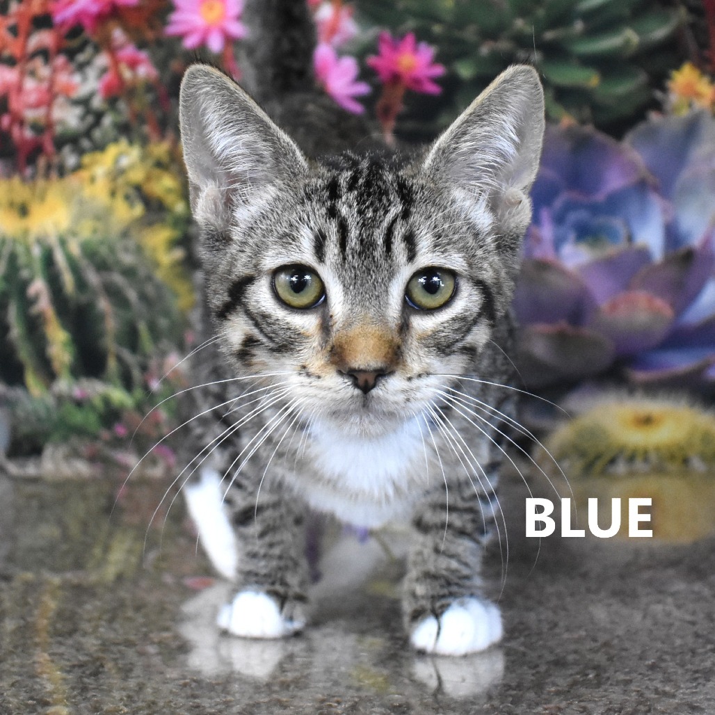 Blue