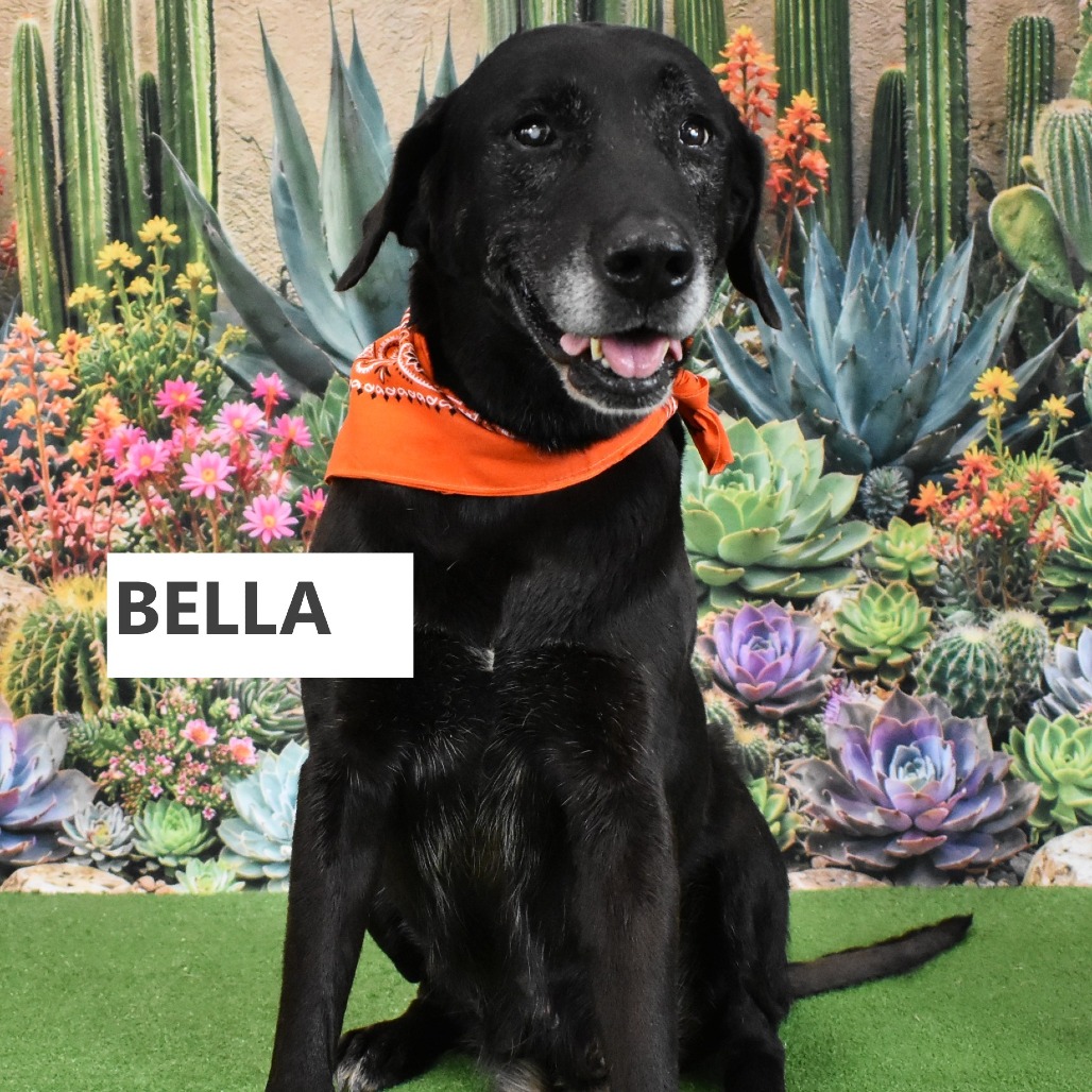 Bella 