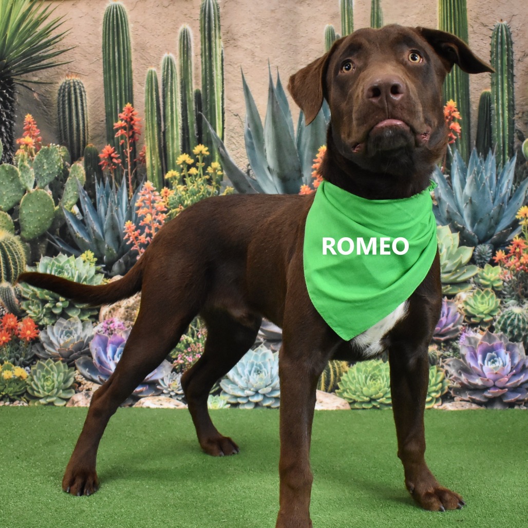 Romeo 