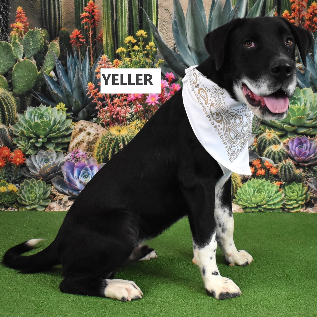 Yeller