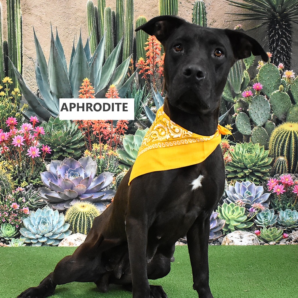 Aphrodite