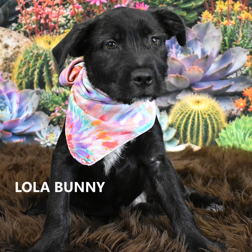 Lola Bunny