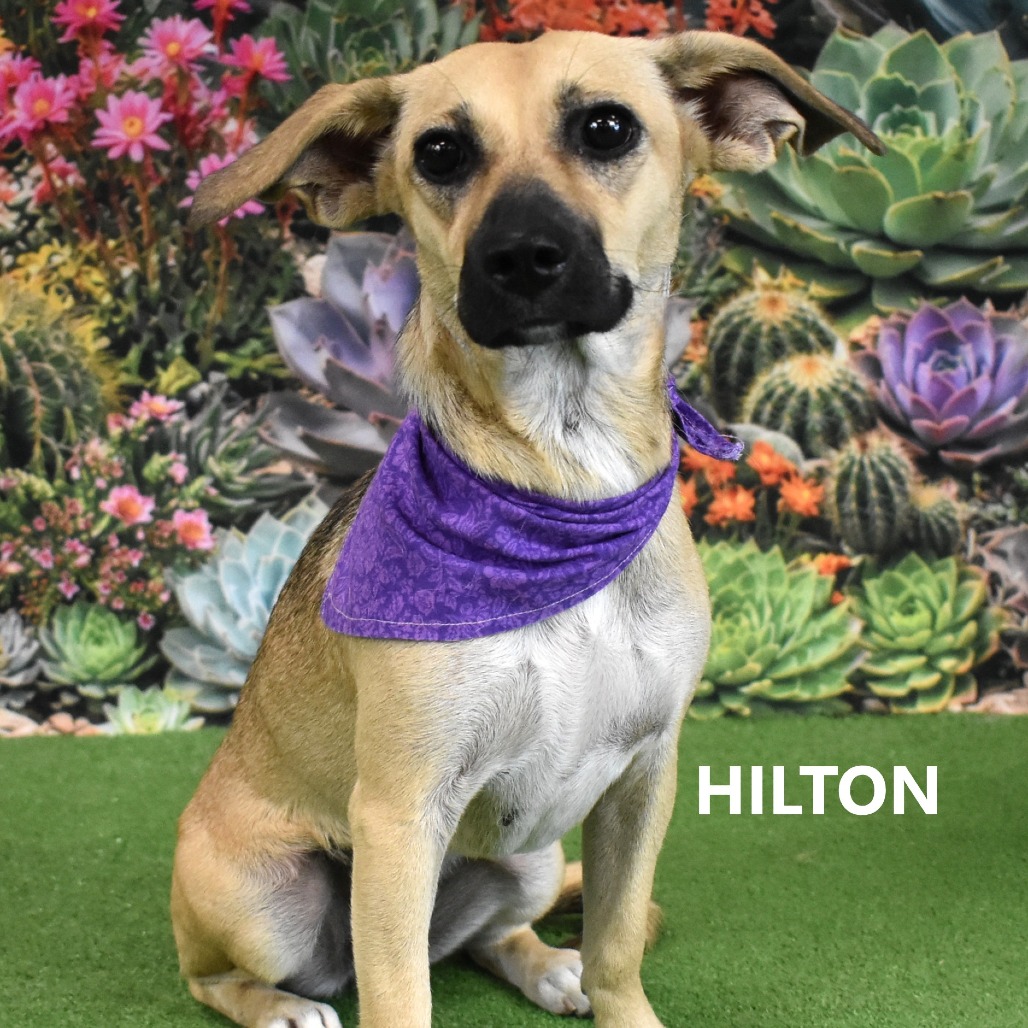 Hilton