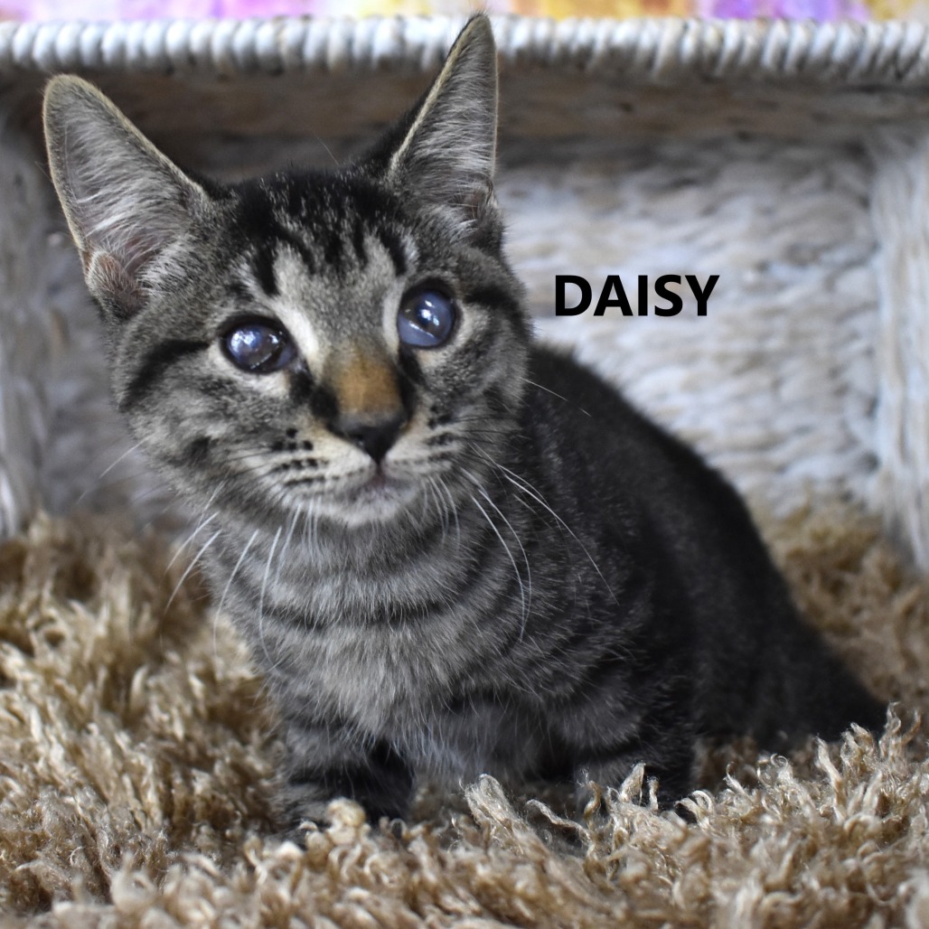 Daisy