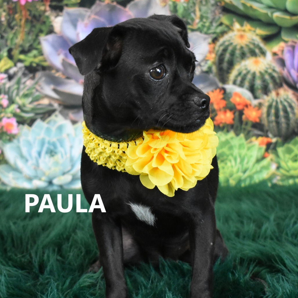 Paula