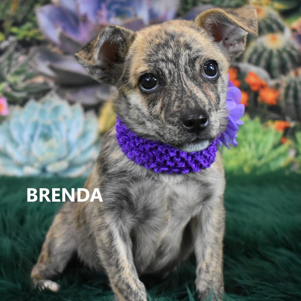 Brenda