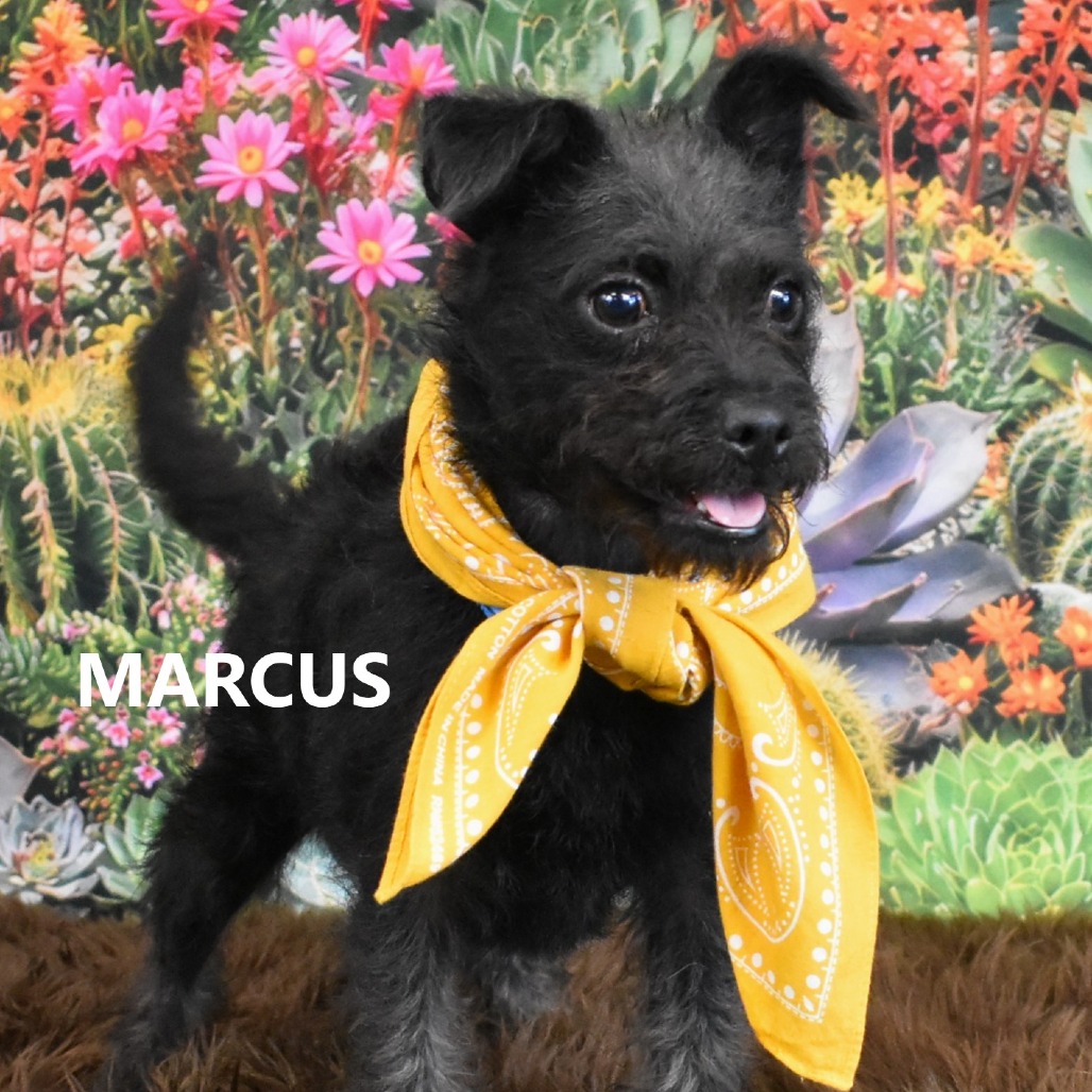 Marcus