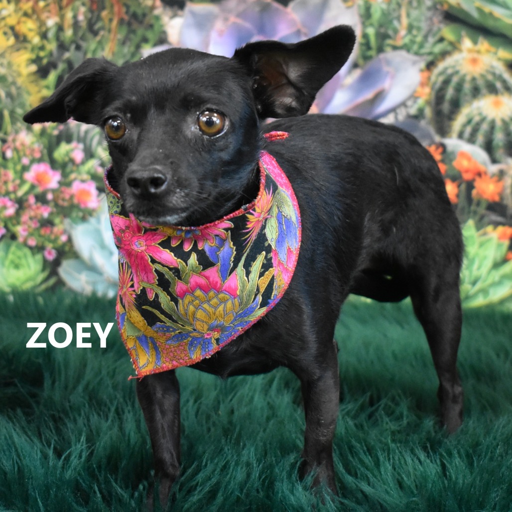 Zoey