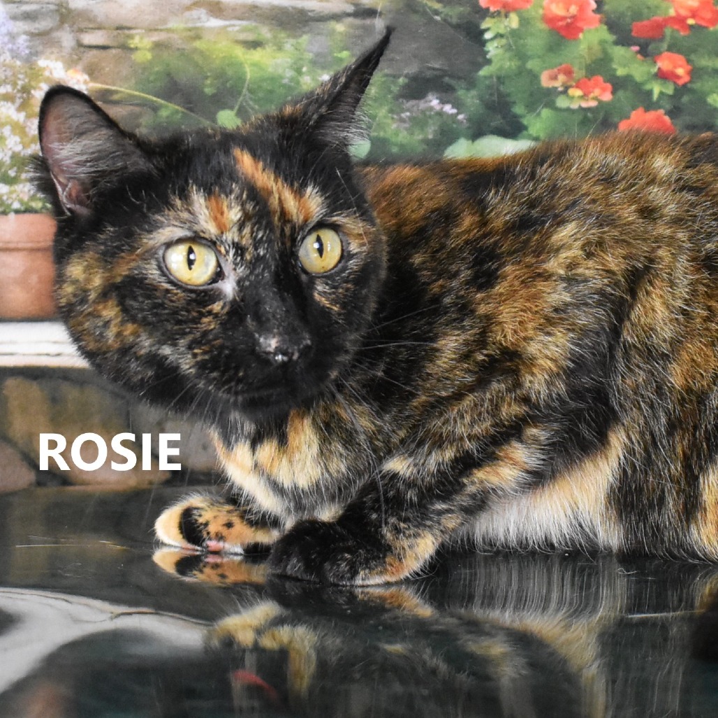Rosie