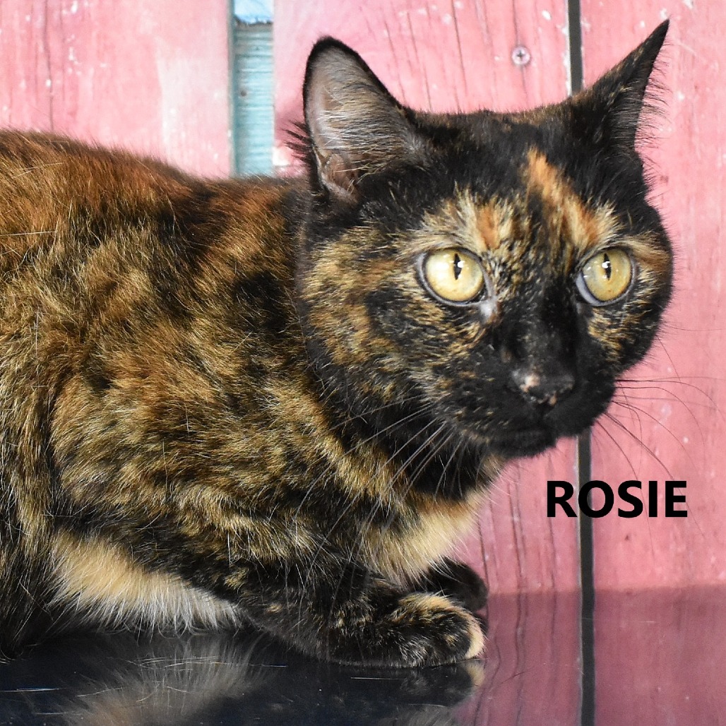 Rosie