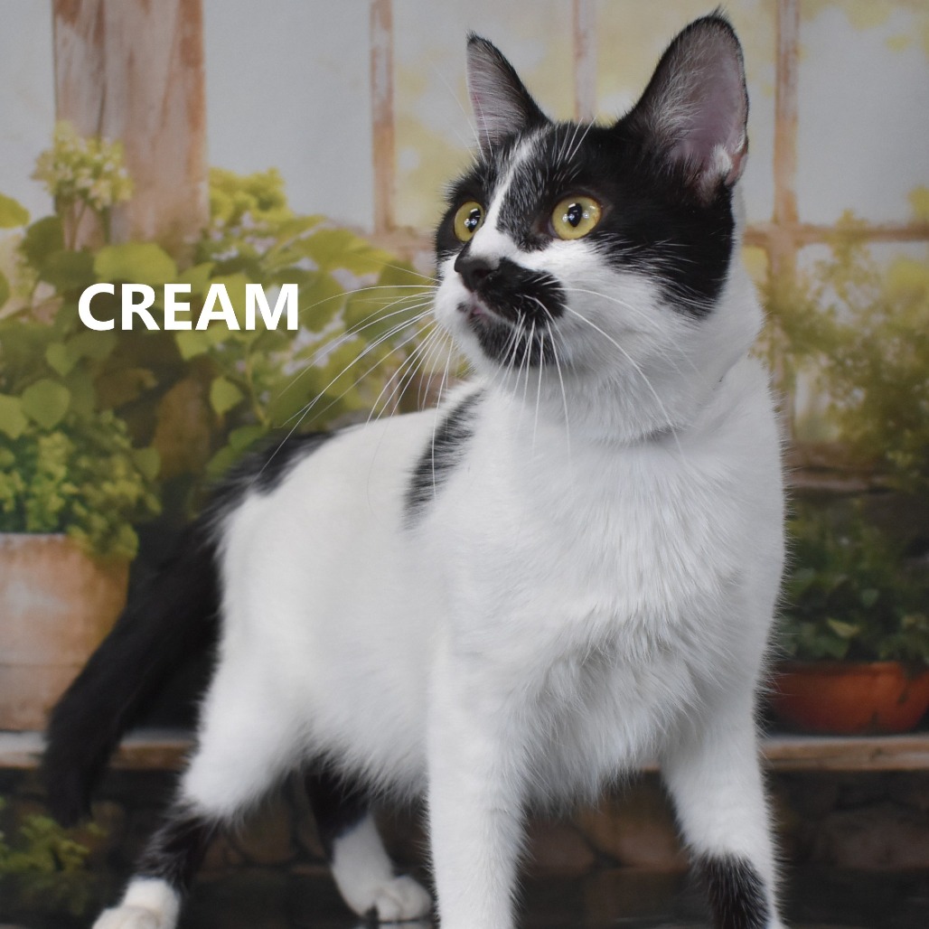 Cream 