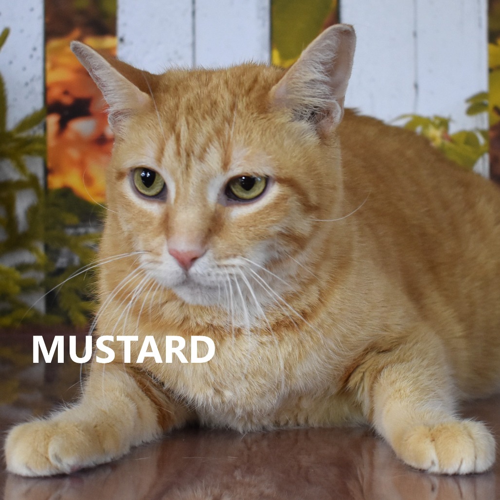 Mustard 