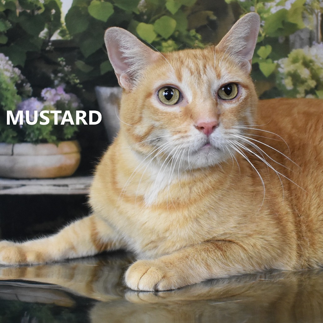 Mustard 