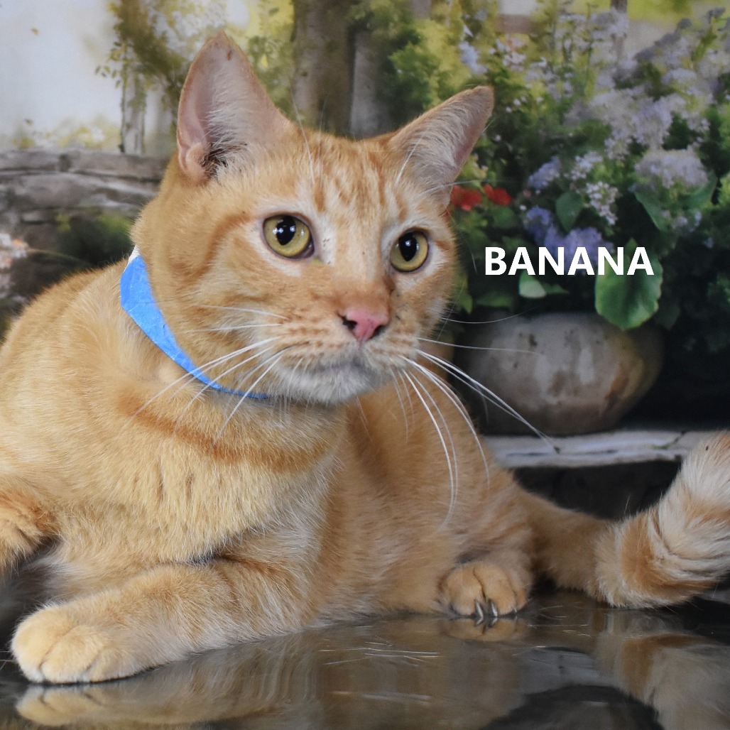 Banana 