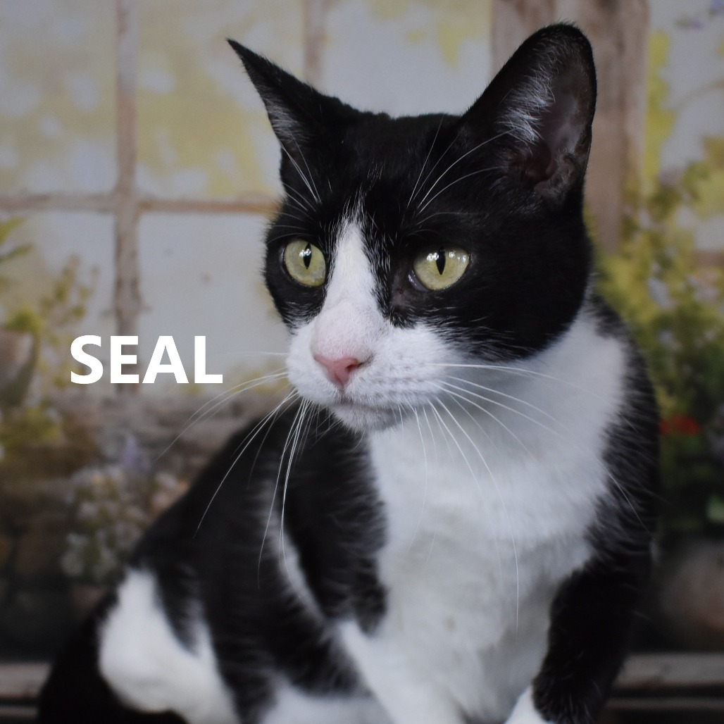 Seal