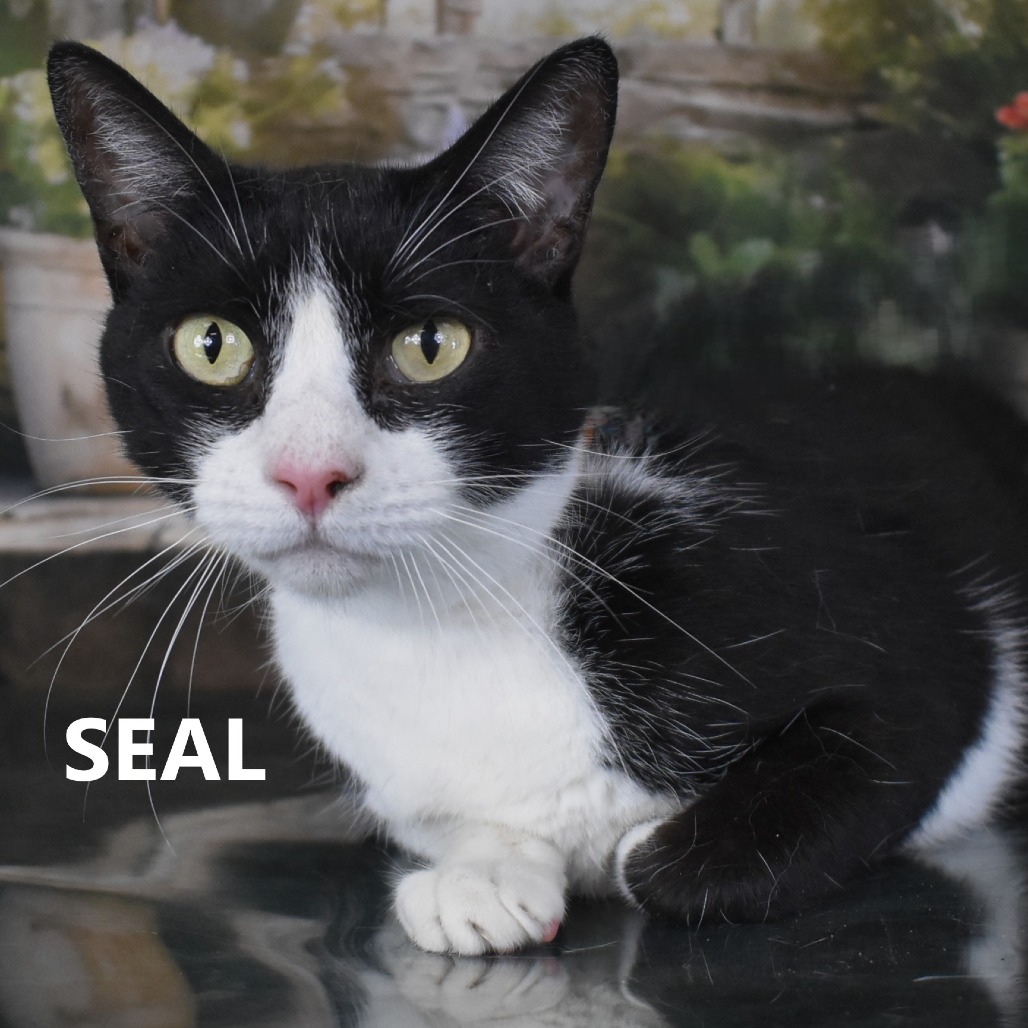 Seal