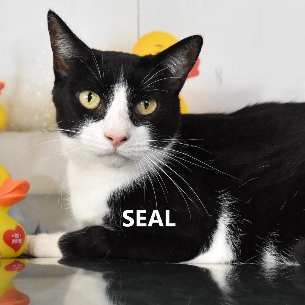 Seal