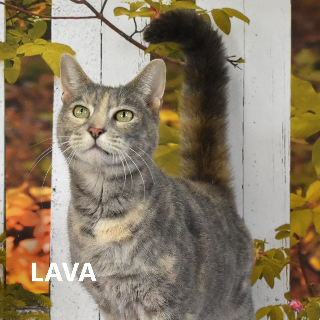 Lava