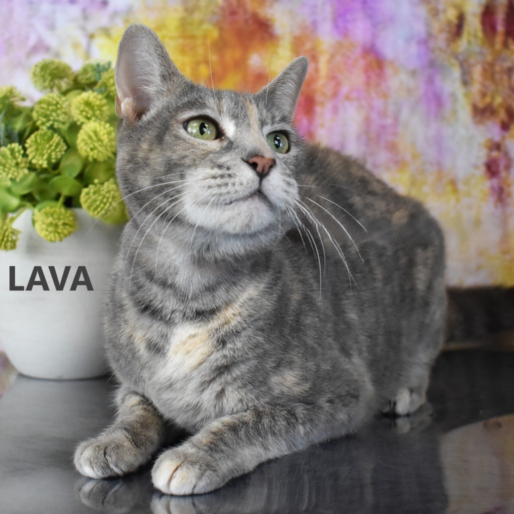 Lava