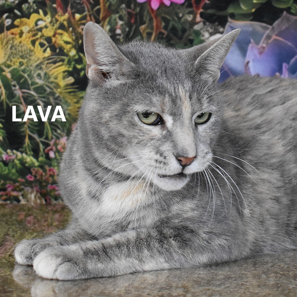 Lava