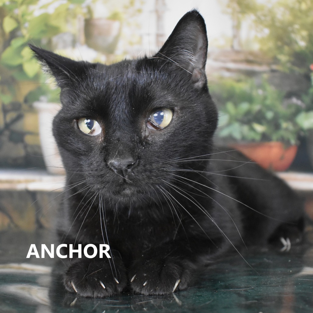 Anchor