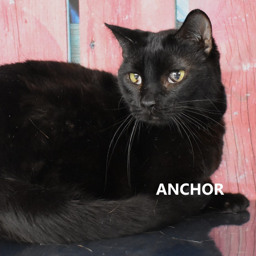 Anchor