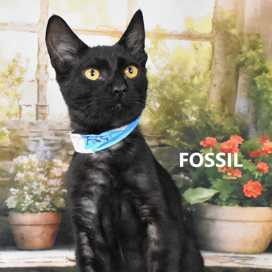 Fossil