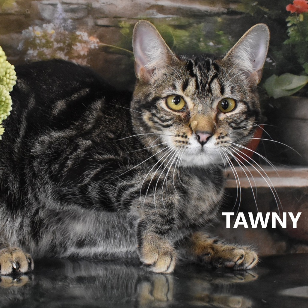 Tawny