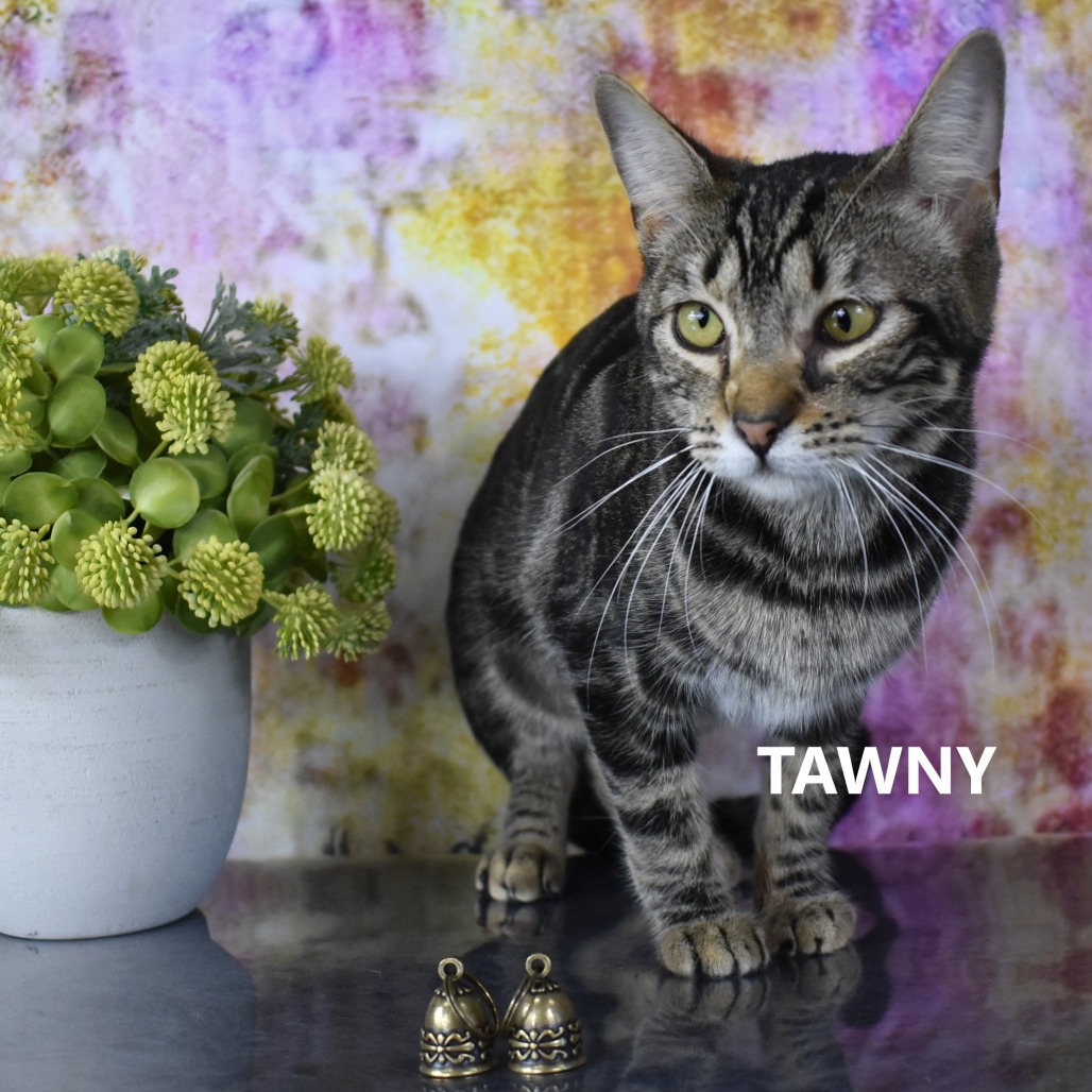Tawny