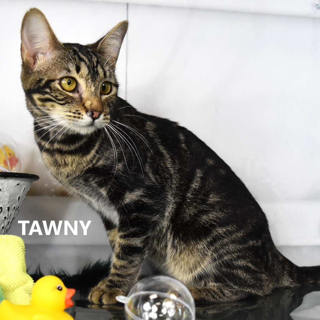 Tawny