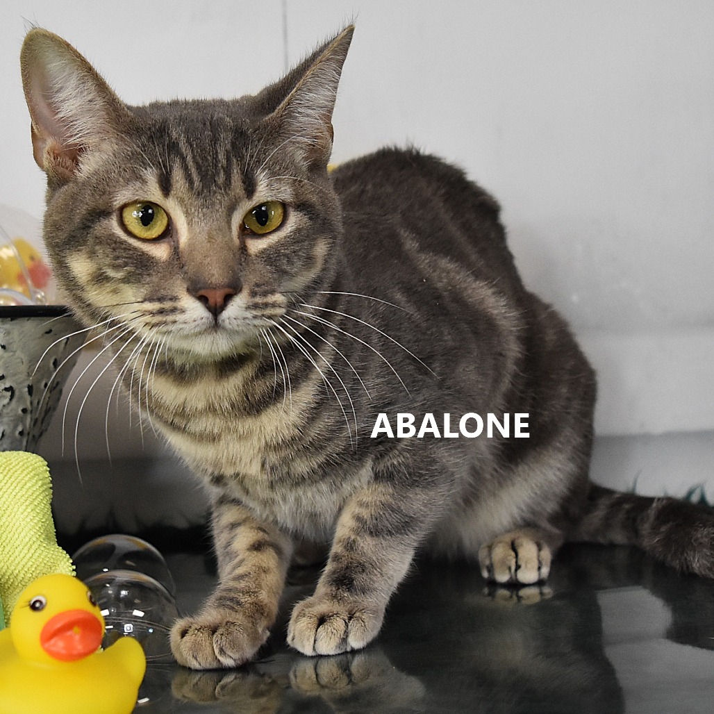 Abalone