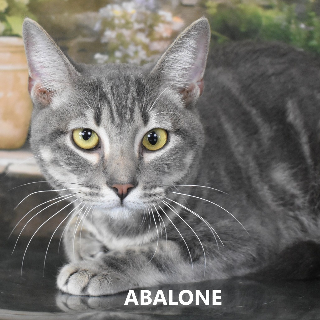 Abalone