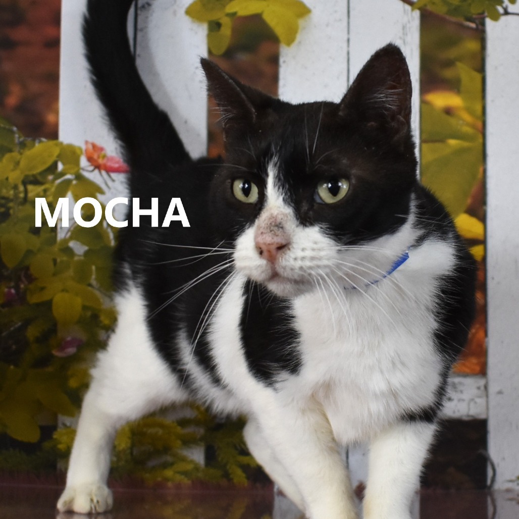 Mocha