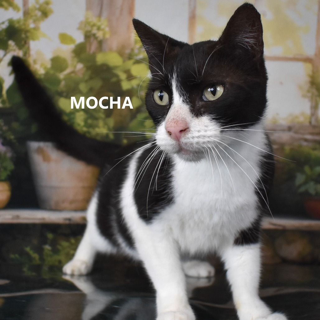 Mocha