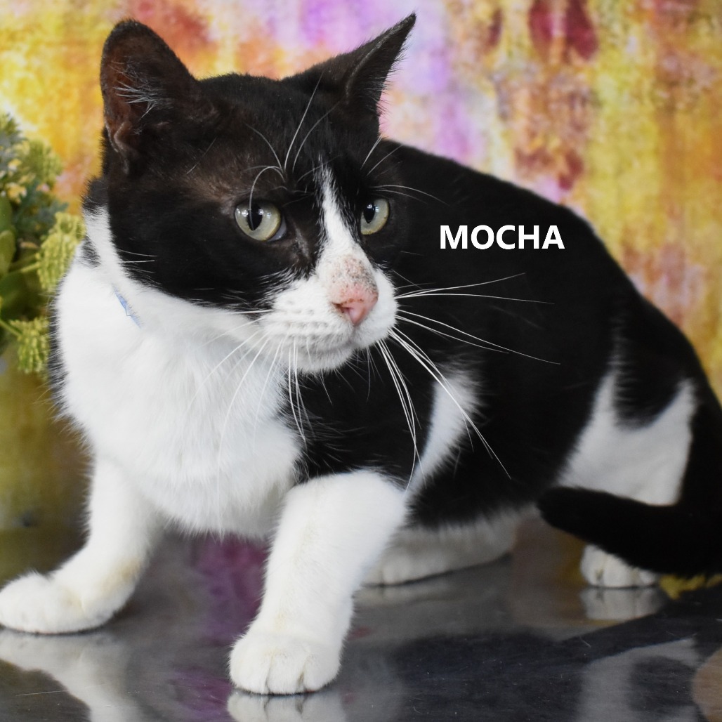 Mocha