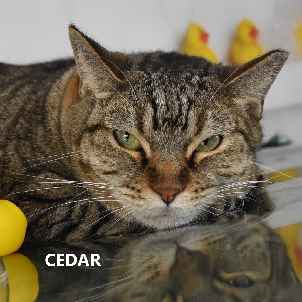 Cedar