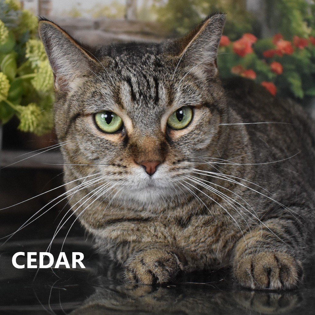 Cedar