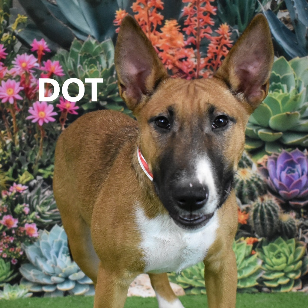 Dot