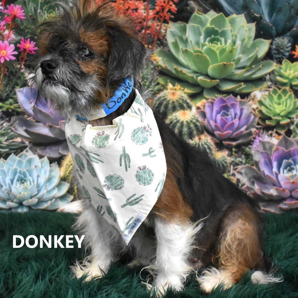 Donkey 
