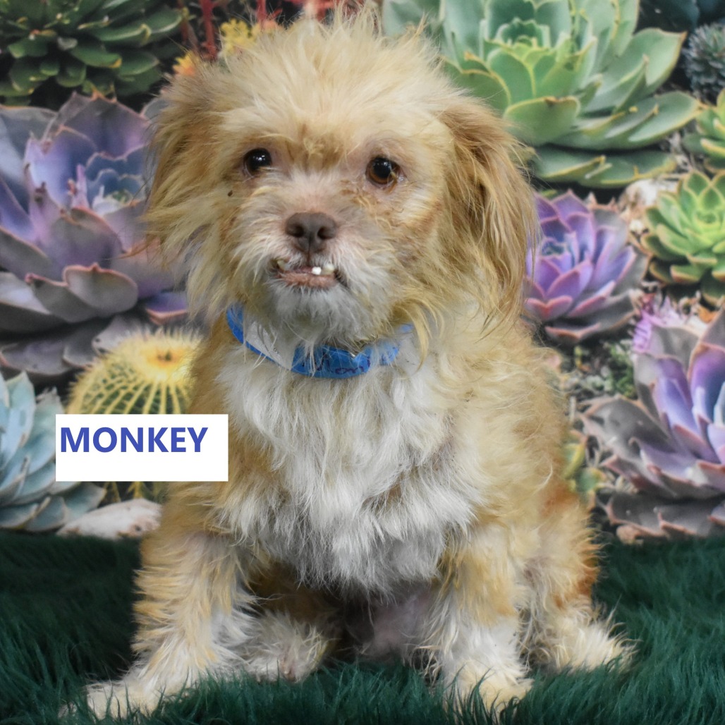 Monkey