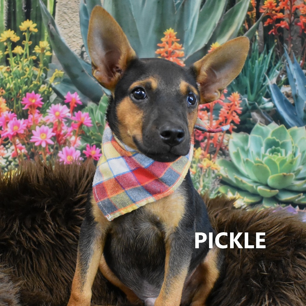 Pickle