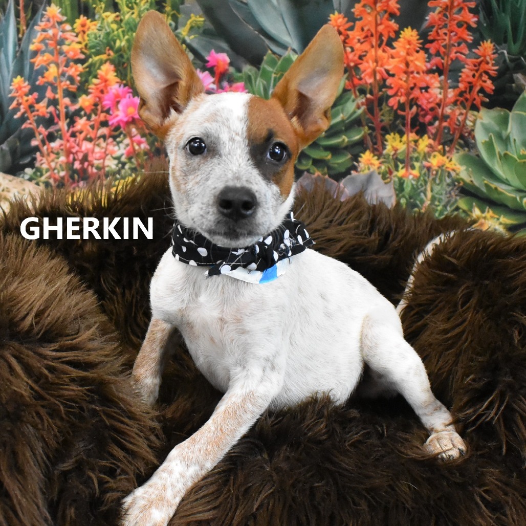 Gherkin