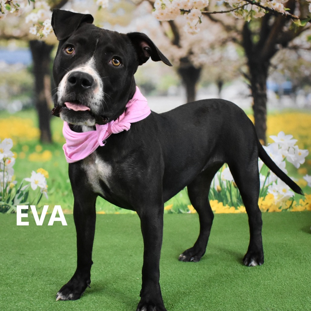 Eva