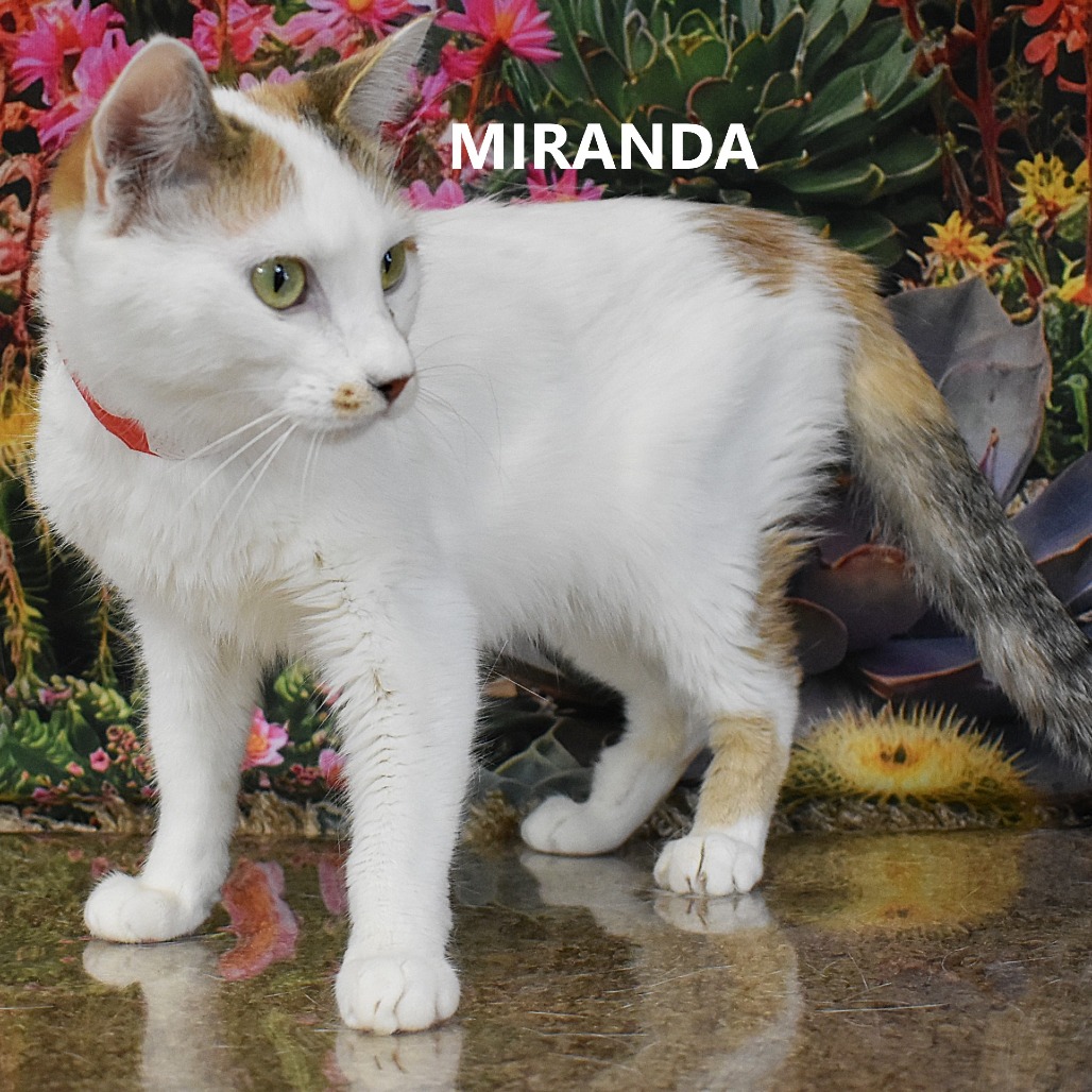 Miranda