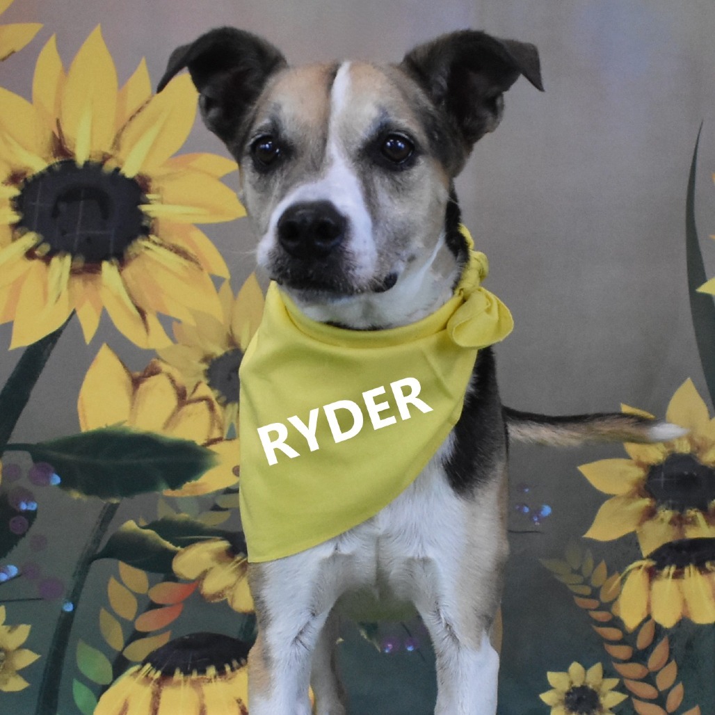 Ryder