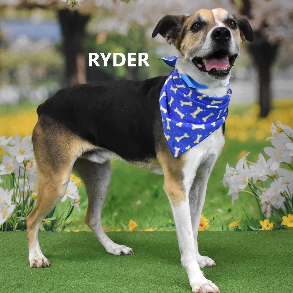 Ryder