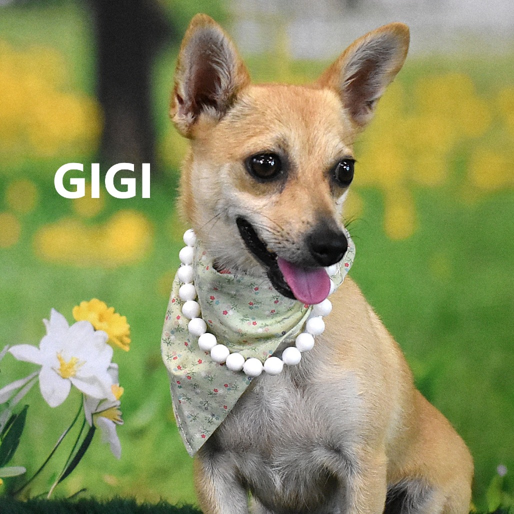 Gigi