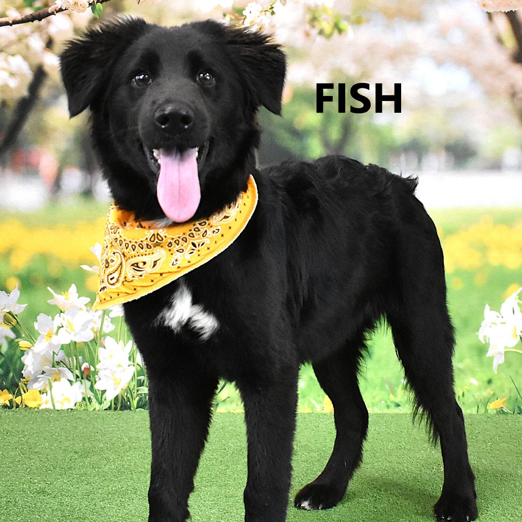 Fish 