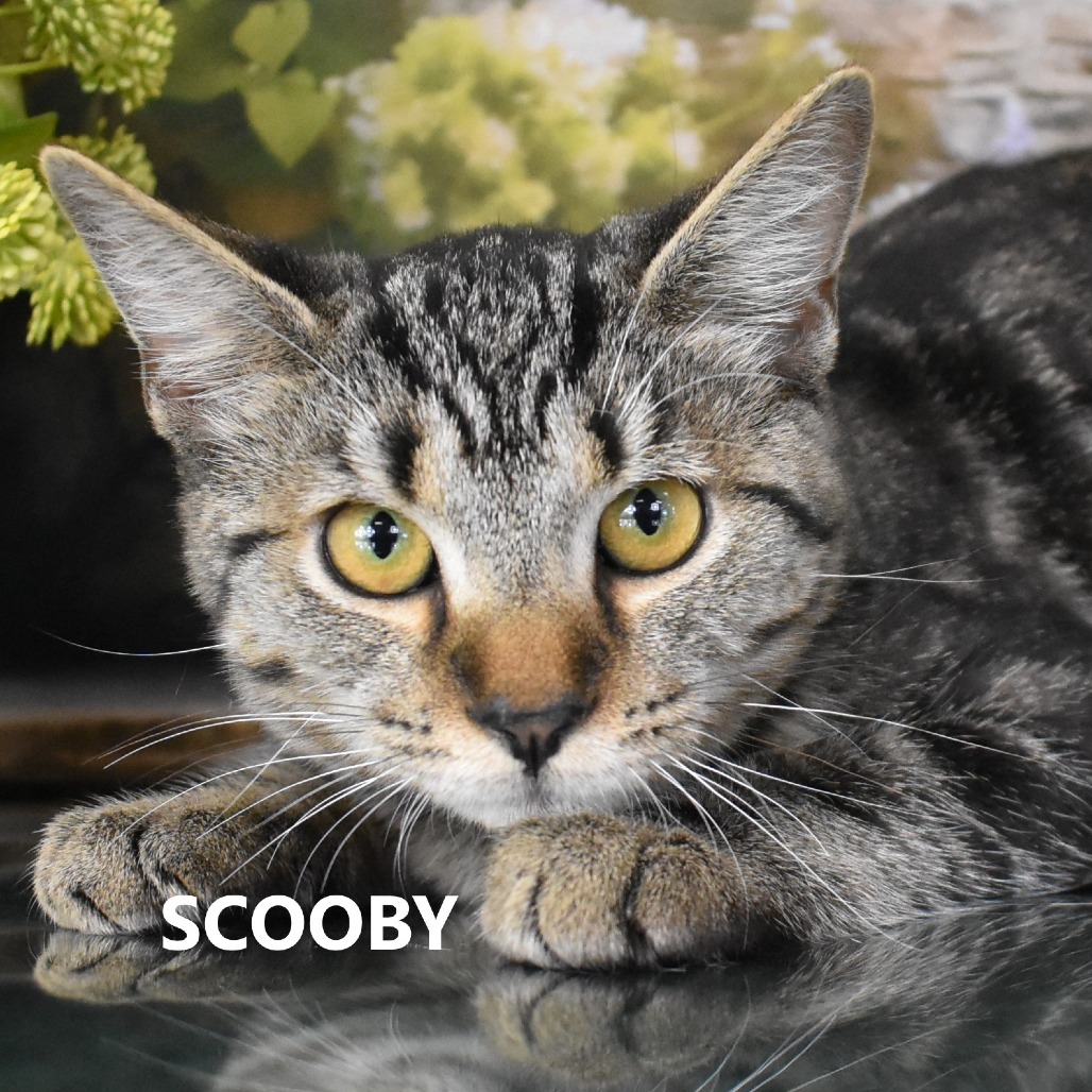 Scooby