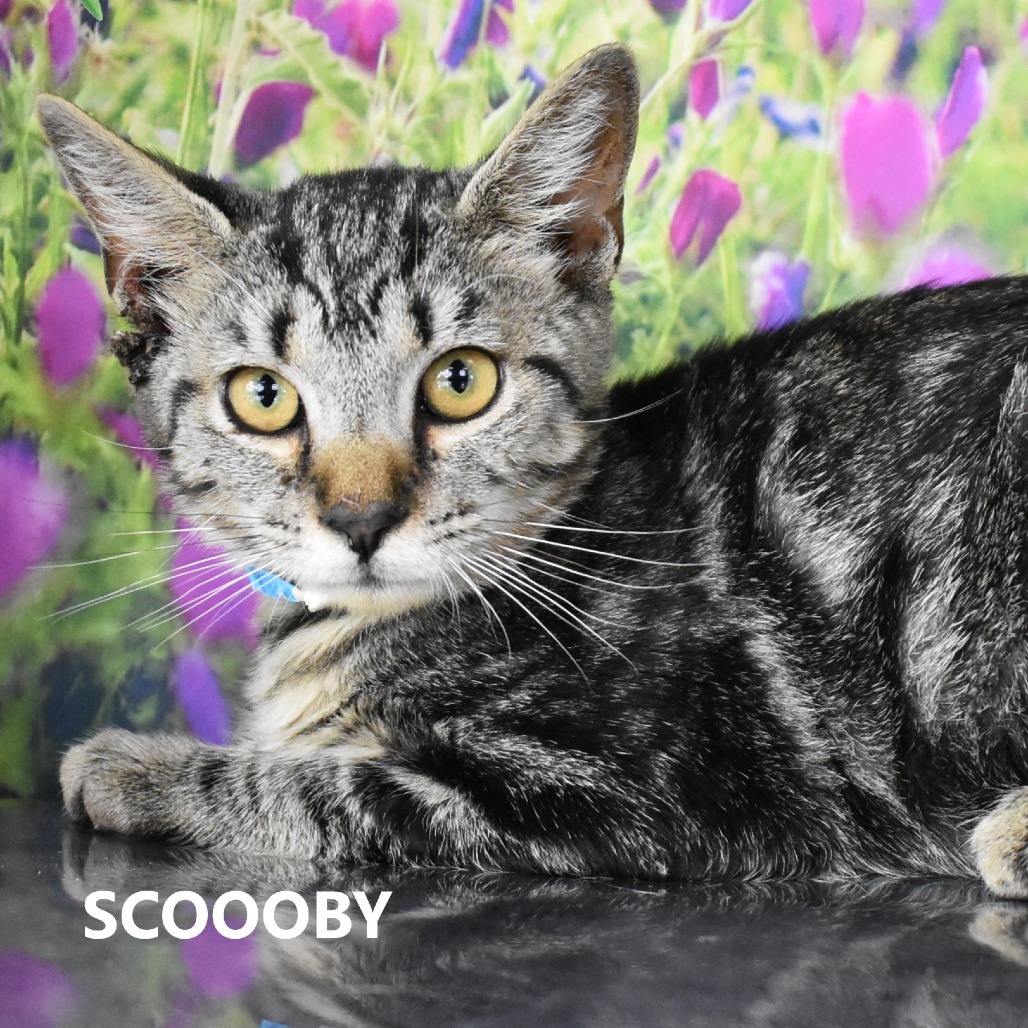 Scooby